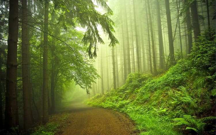 Nature